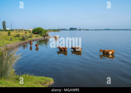 Kühe schwimmen in Paliastomi See, Samegrelo, Geogria. Stockfoto