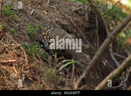 White's Thrush (Zoothera aurea) nach Futter auf dem Boden Yushan Nationalpark, Taiwan April Stockfoto