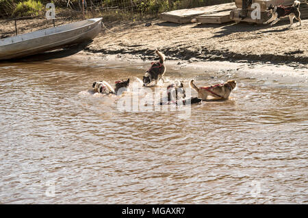 Die Alaskische Schlittenhunde spielen im Wasser an einem Frühlingstag in Fairbanks, Alaska Stockfoto