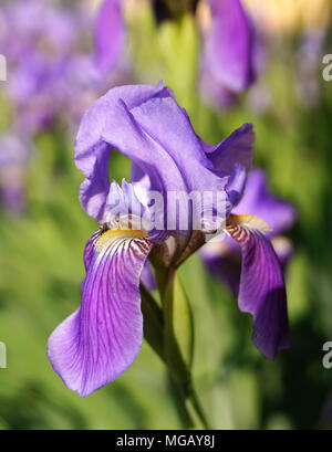 Nahaufnahme einer Blüte von bärtigen Iris Iris germanica flower bed von Iris iridarius Stockfoto