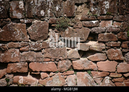 Eine rustikale Mauer gestaffelt und gebrochene Steine mit verstreuten sukkulenten Pflanzen in die Risse in den Wänden. Stockfoto