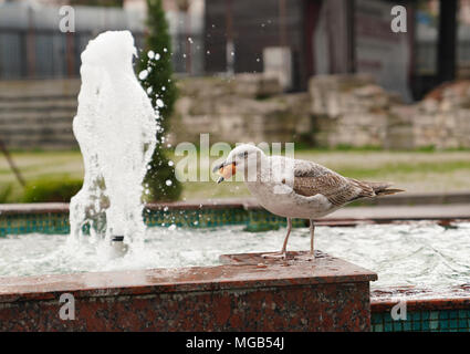 Seagull essen Brot in der Nähe von Brunnen Stockfoto