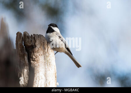 Schwarz capped chickadee auf hölzernen Zaun Pfosten thront Stockfoto