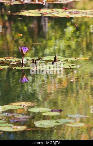 Ein einsamer lila Seerose Blüte erhebt sich unter den lilypads in einem North Georgia Teich. Stockfoto