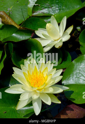 Blühenden gelben Lotus Flower Stockfoto