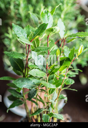 Kleine laurel Anlage oder Bay Laurel im Topf. Greeen Hintergrund. Stockfoto