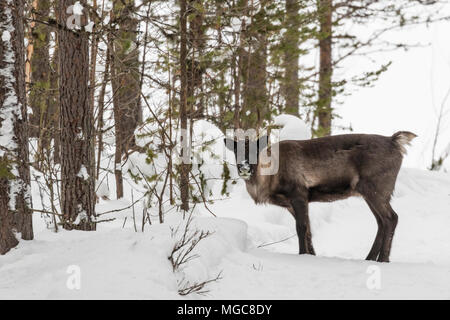 Rentier Rangifer tarandus, stehend im Wald im Winter in die Kamera suchen, Gällivare County, Schwedisch Lappland, Schweden Stockfoto