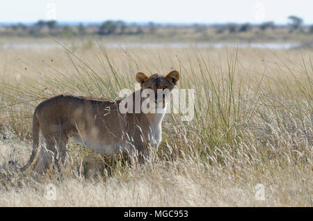 Löwin (Panthera leo) steht im hohen Gras, Alert, Etosha National Park, Namibia, Afrika Stockfoto