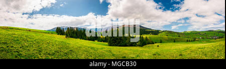 Panorama der Gebirgslandschaft im Frühling. Wald auf einem grasbewachsenen Hügeln im Tal der Karpaten Gebirge Fichte. schöne Aussicht auf borschawa Moun Stockfoto