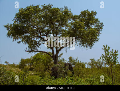 Afrikanische Landschaft mit zwei großen Elefanten gut unter einem Baum in einem Wald Bild mit Kopie Raum im Querformat ausgeblendet Stockfoto