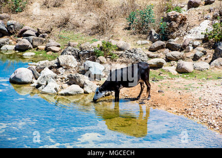 Kuh auf der Insel Socotra, Jemen Stockfoto