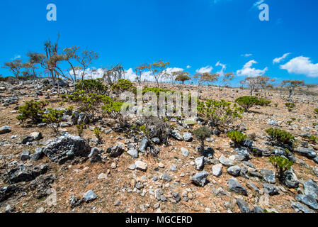 Die schöne Natur der Insel Socotra, Jemen Stockfoto