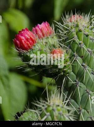 In der Nähe der neuen Wachstum Blumen auf Stacheligen Kakteen. Schönheit in der Natur, rote Blumen auf Kakteen Pflanzen. Stockfoto