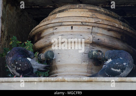 Tauben stehen als bücherstützen von Sarg Stockfoto