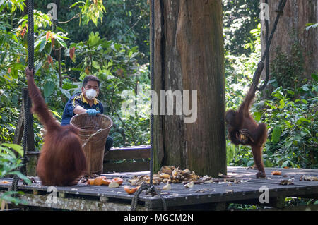 Mahlzeit Zeit im Sepilok Rehabilitation Centre, Sepilok, Sabah, Malaysia Borneo Stockfoto