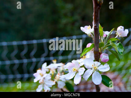 Pfirsich-Blume Der Federn Stockfoto