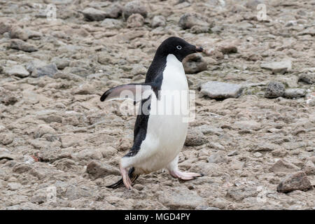 Adelie penguin Pygoscelis adeliae zu züchten rookery oder Kolonie, Paulet Island Weddellmeer, Antarktis Stockfoto