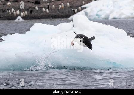 Adelie penguin Pygoscelis adeliae Gruppe der Erwachsenen tauchen in das Meer von Eisberg zu züchten rookery oder Kolonie, Paulet Island Weddellmeer, Antarktis Stockfoto