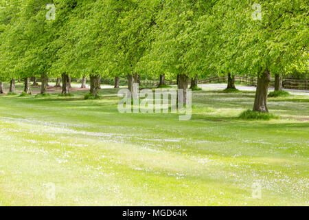 Belfast/N. Irland - 31. Mai 2015: Bäume Linie der Prinz von Wales Avenue, die auch für die Gebäude des Parlaments als Stormont bekannt. Stockfoto