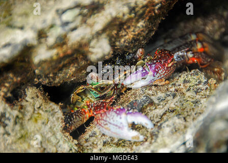 Bunte Crab decapoden, Gelb roten Beinen und blau grüne Streifen Panzers oder crabshell, Meer Krabbe in Süd Küste von Thailand Stockfoto