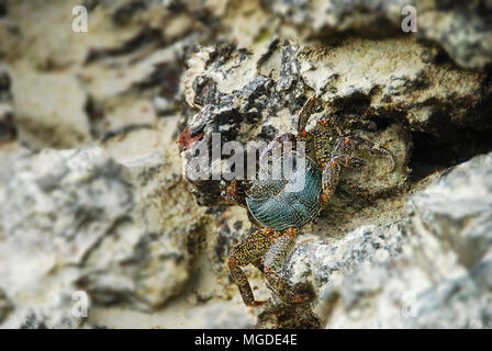 Bunte Crab decapoden, Gelb roten Beinen und blau grüne Streifen Panzers oder crabshell, Meer Krabbe in Süd Küste von Thailand Stockfoto