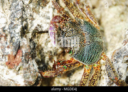 Bunte Crab decapoden, Gelb roten Beinen und blau grüne Streifen Panzers oder crabshell, Meer Krabbe in Süd Küste von Thailand Stockfoto