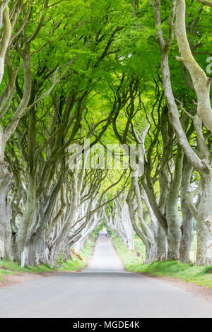 Antrim/N. Irland - 30. Mai 2015: Dunkle Hecken den Tunnel - wie Avenue von verflochten Buche Bäume, im 18. Jahrhundert errichtet. Stockfoto