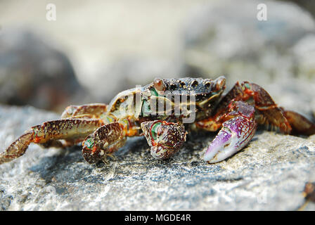 Bunte Crab decapoden, Gelb roten Beinen und blau grüne Streifen Panzers oder crabshell, Meer Krabbe in Süd Küste von Thailand Stockfoto