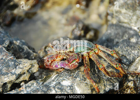 Bunte Crab decapoden, Gelb roten Beinen und blau grüne Streifen Panzers oder crabshell, Meer Krabbe in Süd Küste von Thailand Stockfoto