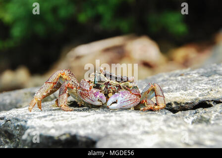 Bunte Crab decapoden, Gelb roten Beinen und blau grüne Streifen Panzers oder crabshell, Meer Krabbe in Süd Küste von Thailand Stockfoto