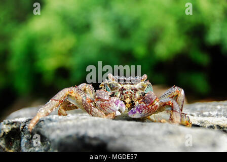 Bunte Crab decapoden, Gelb roten Beinen und blau grüne Streifen Panzers oder crabshell, Meer Krabbe in Süd Küste von Thailand Stockfoto