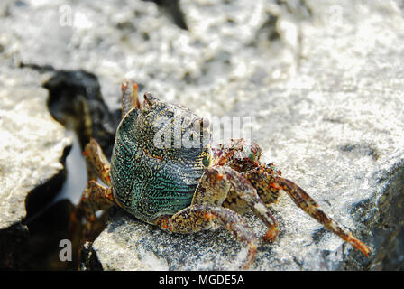 Bunte Crab decapoden, Gelb roten Beinen und blau grüne Streifen Panzers oder crabshell, Meer Krabbe in Süd Küste von Thailand Stockfoto