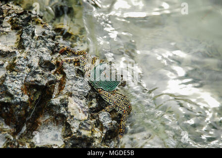 Bunte Crab decapoden, Gelb roten Beinen und blau grüne Streifen Panzers oder crabshell, Meer Krabbe in Süd Küste von Thailand Stockfoto