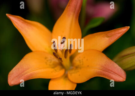 Eine Nahaufnahme eines Orange asiatische Lilie Blume mit Bokeh Stockfoto