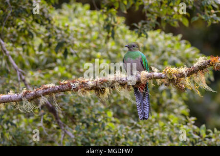 Glänzende Quetzal - Pharomachrus mocinno, schöne bunte iconic Vogel aus Mittelamerika Wälder, Costa Rica. Stockfoto