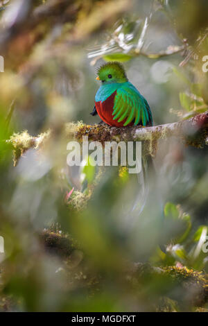 Glänzende Quetzal - Pharomachrus mocinno, schöne bunte iconic Vogel aus Mittelamerika Wälder, Costa Rica. Stockfoto