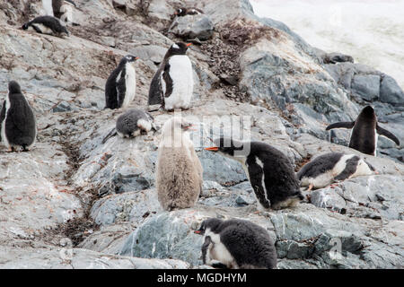 Gentoo Pinguin Pygoscelis papua leucistic Küken in rookery, Almirante Brown Station, Antarktis Stockfoto