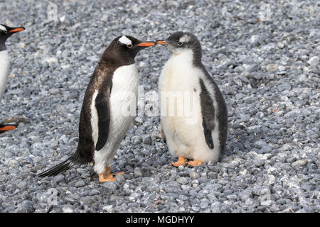 Gentoo Pinguin Pygoscelis papua nach Fütterung Küken Almirante Brown Station, Antarktis Stockfoto