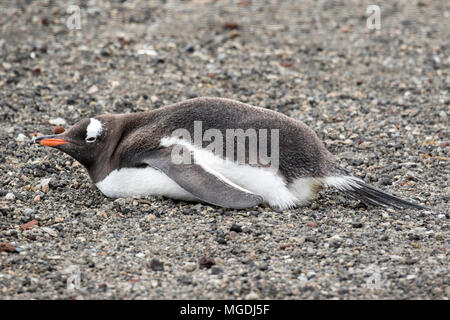 Gentoo Pinguin Pygoscelis papua Mauser nach Liegen am Strand, Deception Island, Antarktis Stockfoto