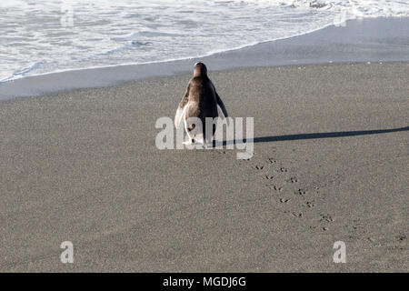 Gentoo Pinguin Pygoscelis papua nach ständigen am Strand in der Nähe von Ocean, Gold Harbour, Antarktis, zeigen Spuren im Sand Stockfoto