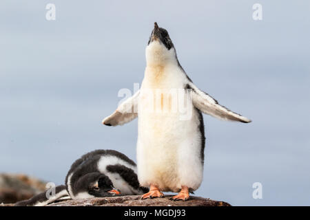 Gentoo Pinguin Pygoscelis papua Küken stretching seine Flügel beim Stehen in der Kinderkrippe in der Kolonie, Petermann Island in der Antarktis Stockfoto