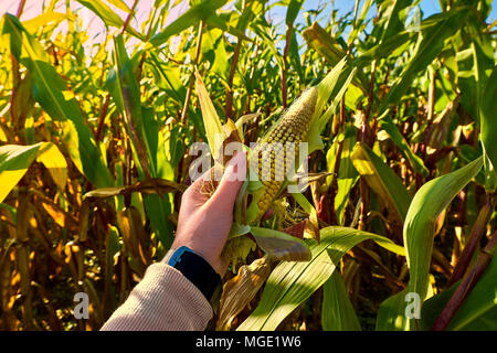 Schönen Morgen Sonnenaufgang über dem maisfeld Nähe zu sehen. Frau frischen Mais Nahaufnahme. Stockfoto