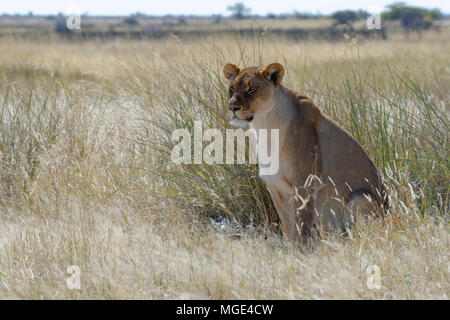 Löwin (Panthera leo) im hohen Gras, Alert, Etosha National Park, Namibia, Afrika Stockfoto