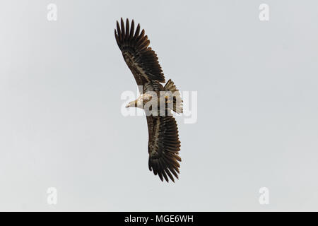 Seeadler am Naturpark Kopacki Rit, Kroatien Stockfoto