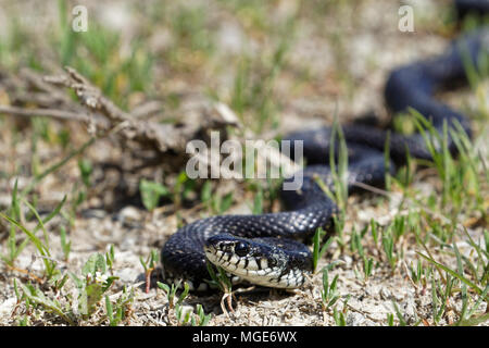 Ringelnatter im Naturpark Kopacki Rit, Kroatien Stockfoto