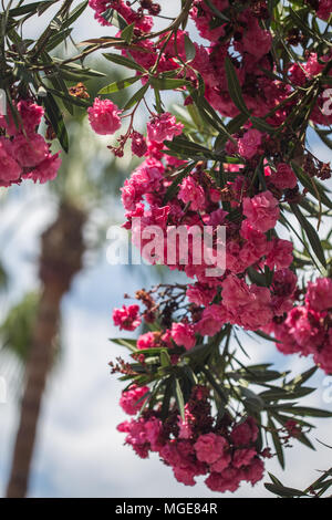 Zweig der rosa Oleander shot mit geringer Tiefenschärfe. Stockfoto