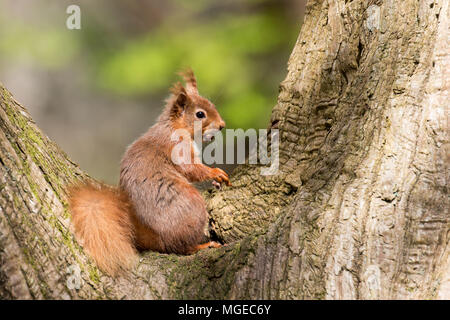 Britischer native Rote Eichhörnchen im Baum cleft auf Brownsea Island, Dorset. Stockfoto