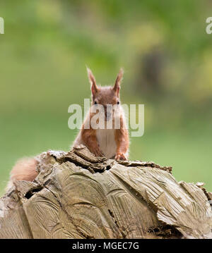 Britischer native Eichhörnchen auf der Insel Brownsea, Dorset anmelden. Stockfoto