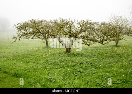 Nebeliger morgen Apple Bäume im Obstgarten in der Wiese, Garten, Cherhill, Wiltshire, England, Großbritannien Stockfoto