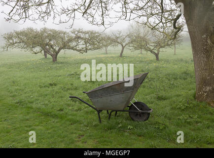 Nebeliger morgen Apple Orchard in der Wiese mit Metall Schubkarre in Garten, Cherhill, Wiltshire, England, Großbritannien Stockfoto